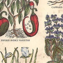 Mixed Herbs Italian Paper ~ Tassotti